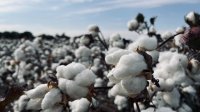 Moda a uprawa bawełny - co możemy zrobić, aby zminimalizować jej negatywny wpływ na środowisko?